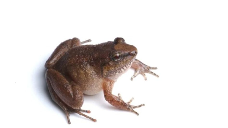 New 'fanged frog' species discovered in Arunachal's Namdapha Tiger Reserve New 'fanged frog' species discovered in Arunachal's Namdapha Tiger Reserve