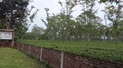 Assam tea estates face heritage risk amid expanding infrastructure Assam tea estates face heritage risk amid expanding infrastructure