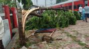 Red alert in Tripura as severe storms lash state; Dhalai district records highest rainfall Red alert in Tripura as severe storms lash state; Dhalai district records highest rainfall