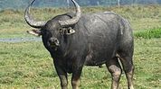 Assam’s Kaziranga buffaloes translocated to Kanha, sparks ‘engineered rewilding’ debate Assam’s Kaziranga buffaloes translocated to Kanha, sparks ‘engineered rewilding’ debate