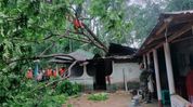 Storm havoc in Tripura: 4,191 houses damaged, one dead, two injured, 784 in shelter house Storm havoc in Tripura: 4,191 houses damaged, one dead, two injured, 784 in shelter house