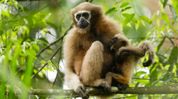 Himanta highlights human-gibbon bond as Assam’s forest gem faces habitat crisis Himanta highlights human-gibbon bond as Assam’s forest gem faces habitat crisis