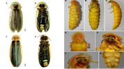 Two new firefly species discovered in Meghalaya’s Khasi Hills after century-long research gap Two new firefly species discovered in Meghalaya’s Khasi Hills after century-long research gap
