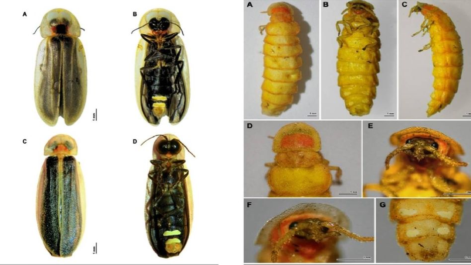 Two new firefly species discovered in Meghalaya’s Khasi Hills after century-long research gap Two new firefly species discovered in Meghalaya’s Khasi Hills after century-long research gap