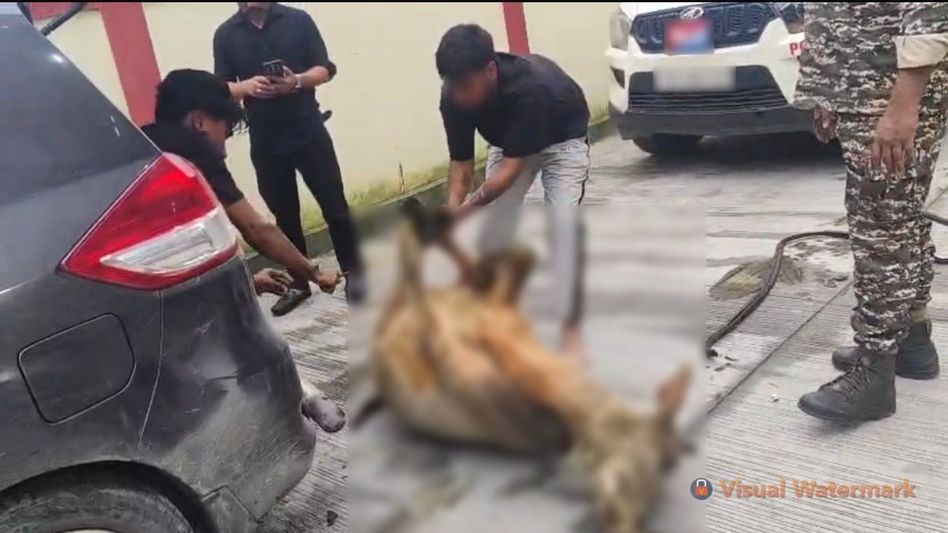 Capital Police foils cattle smuggling bid in Arunachal Pradesh, three arrested Capital Police foils cattle smuggling bid in Arunachal Pradesh, three arrested