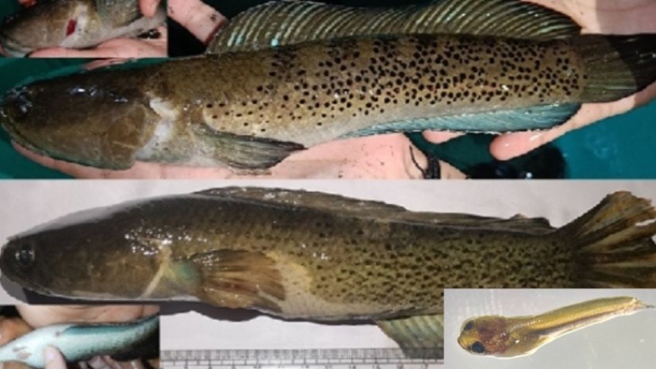 India achieves first captive breeding of Assamese snakehead, boosting ornamental fisheries India achieves first captive breeding of Assamese snakehead, boosting ornamental fisheries