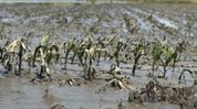 Heavy rains damage over 21,000 MT of crops in Tripura, loss pegged at Rs 59.17 crore Heavy rains damage over 21,000 MT of crops in Tripura, loss pegged at Rs 59.17 crore