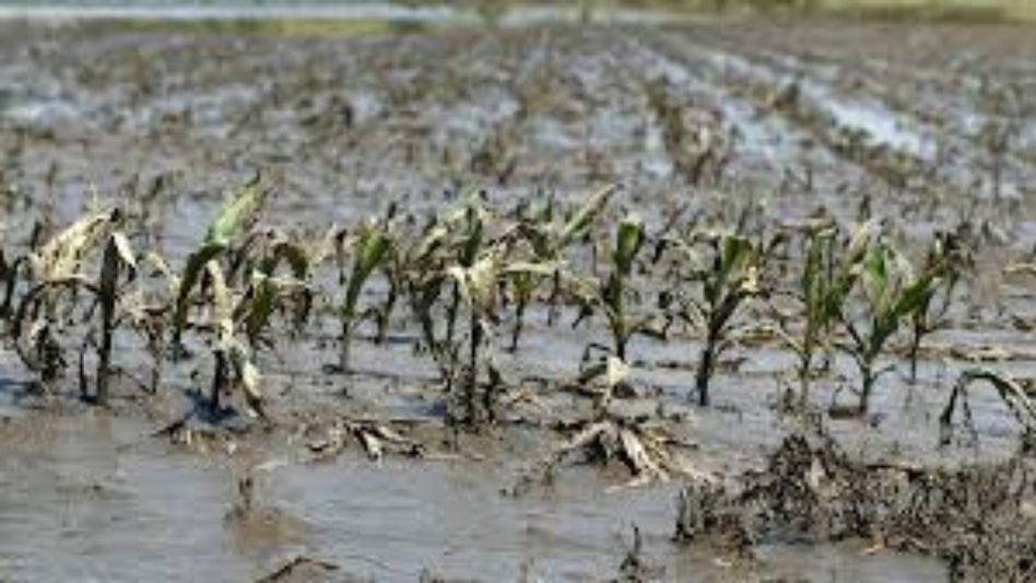 Heavy rains damage over 21,000 MT of crops in Tripura, loss pegged at Rs 59.17 crore Heavy rains damage over 21,000 MT of crops in Tripura, loss pegged at Rs 59.17 crore