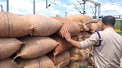 Assam: Joint operation at New Bongaigaon railway station leads to seizure of 270 sacks of Burmese areca nuts Assam: Joint operation at New Bongaigaon railway station leads to seizure of 270 sacks of Burmese areca nuts