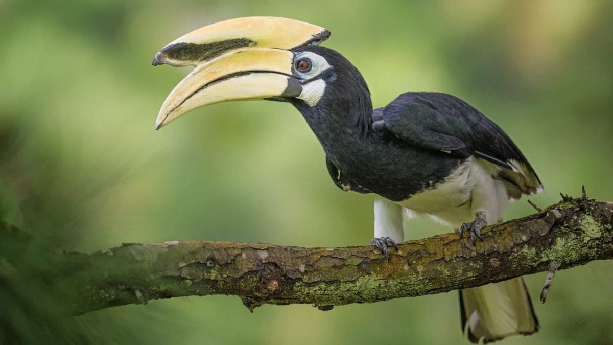 Rare hornbill sighting in Arunachal signals healthy forest ecosystem