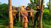Forest officials rescue golden langur from captivity near new Assam national park Forest officials rescue golden langur from captivity near new Assam national park