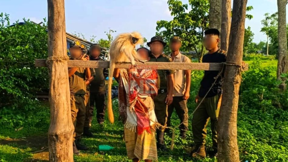 Forest officials rescue golden langur from captivity near new Assam national park Forest officials rescue golden langur from captivity near new Assam national park
