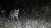 Tiger returns to Arunachal sanctuary after nearly two decades Tiger returns to Arunachal sanctuary after nearly two decades