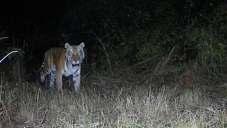 Tiger returns to Arunachal sanctuary after nearly two decades Tiger returns to Arunachal sanctuary after nearly two decades