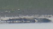 Rare gharial sighting recorded for first time by tourists at Assam's Kaziranga National Park Rare gharial sighting recorded for first time by tourists at Assam's Kaziranga National Park