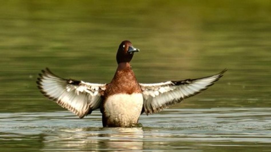 Ranoj Pegu calls for conservation of wetlands, forests on World Migratory Bird Day Ranoj Pegu calls for conservation of wetlands, forests on World Migratory Bird Day