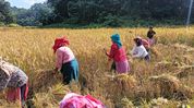 NPF farmers’ wing to launch statewide tour to assess farming challenges across Nagaland NPF farmers’ wing to launch statewide tour to assess farming challenges across Nagaland
