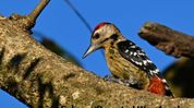 Masimpur Military Station marks Endemic Bird Day with bird count drive in Barak Valley Masimpur Military Station marks Endemic Bird Day with bird count drive in Barak Valley