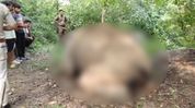 Elephant carcass found in Assam's Topatoli, poaching suspected Elephant carcass found in Assam's Topatoli, poaching suspected