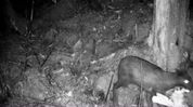 Rare musk deer captured on camera for first time in Arunachal sanctuary Rare musk deer captured on camera for first time in Arunachal sanctuary