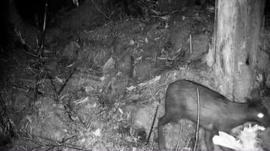 Rare musk deer captured on camera for first time in Arunachal sanctuary Rare musk deer captured on camera for first time in Arunachal sanctuary