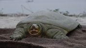 India’s first satellite-tagged Ganges softshell turtle released at Kaziranga India’s first satellite-tagged Ganges softshell turtle released at Kaziranga