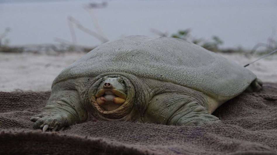 India’s first satellite-tagged Ganges softshell turtle released at Kaziranga India’s first satellite-tagged Ganges softshell turtle released at Kaziranga
