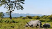 Assam’s Manas National Park to close for tourists from June 5 Assam’s Manas National Park to close for tourists from June 5