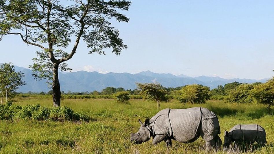 Assam’s Manas National Park to close for tourists from June 5 Assam’s Manas National Park to close for tourists from June 5