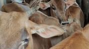 Three held with 10 cattle during police raid on smuggling in Assam's Sivasagar Three held with 10 cattle during police raid on smuggling in Assam's Sivasagar
