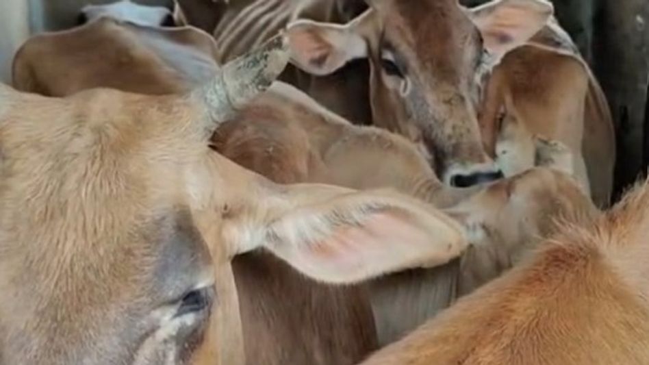 Three held with 10 cattle during police raid on smuggling in Assam's Sivasagar Three held with 10 cattle during police raid on smuggling in Assam's Sivasagar