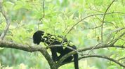 Assam's Manas National Park witnesses rare black panther sighting Assam's Manas National Park witnesses rare black panther sighting