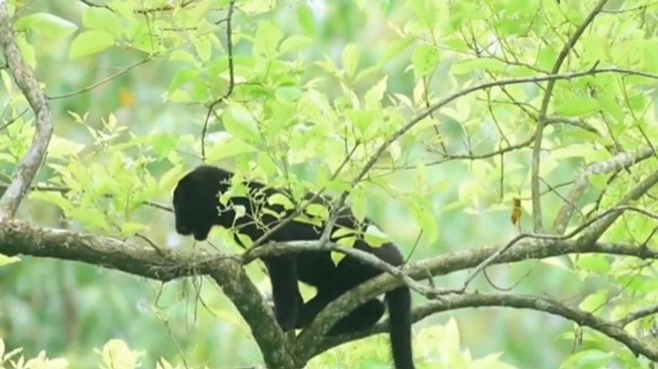 Assam's Manas National Park witnesses rare black panther sighting Assam's Manas National Park witnesses rare black panther sighting