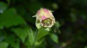 Rare Himalayan plant rediscovered in Arunachal after 120 years Rare Himalayan plant rediscovered in Arunachal after 120 years