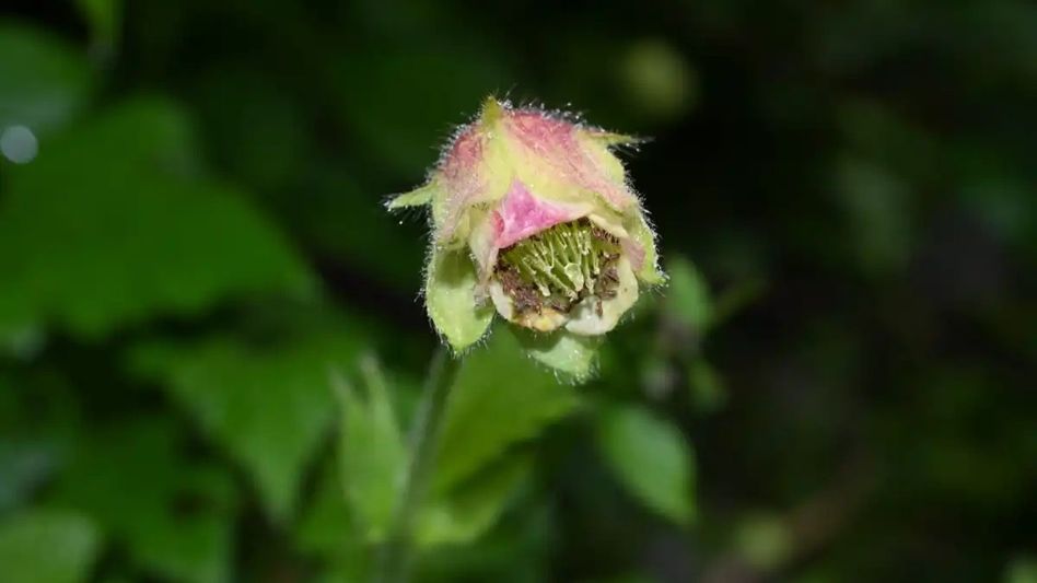 Rare Himalayan plant rediscovered in Arunachal after 120 years Rare Himalayan plant rediscovered in Arunachal after 120 years