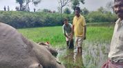 Wild elephant found dead in Assam’s Kaliabor, electrocution suspected Wild elephant found dead in Assam’s Kaliabor, electrocution suspected
