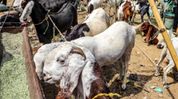 Muslim community in Cachar adopts consensus decision to maintain social harmony during Eid, to refrain from animal sacrifice Muslim community in Cachar adopts consensus decision to maintain social harmony during Eid, to refrain from animal sacrifice