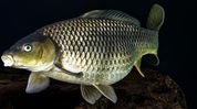 Sikkim’s fish production crosses 1,000 metric tonnes under PMMSY boost Sikkim’s fish production crosses 1,000 metric tonnes under PMMSY boost