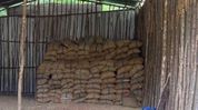 Directorate of Revenue Intelligence seizes 60,000 kg of smuggled areca nuts in northeast operations Directorate of Revenue Intelligence seizes 60,000 kg of smuggled areca nuts in northeast operations