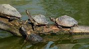 World Turtle Day: Assam home to 21 of India’s 31 turtle species; govt intensifies conservation efforts in temple ponds World Turtle Day: Assam home to 21 of India’s 31 turtle species; govt intensifies conservation efforts in temple ponds