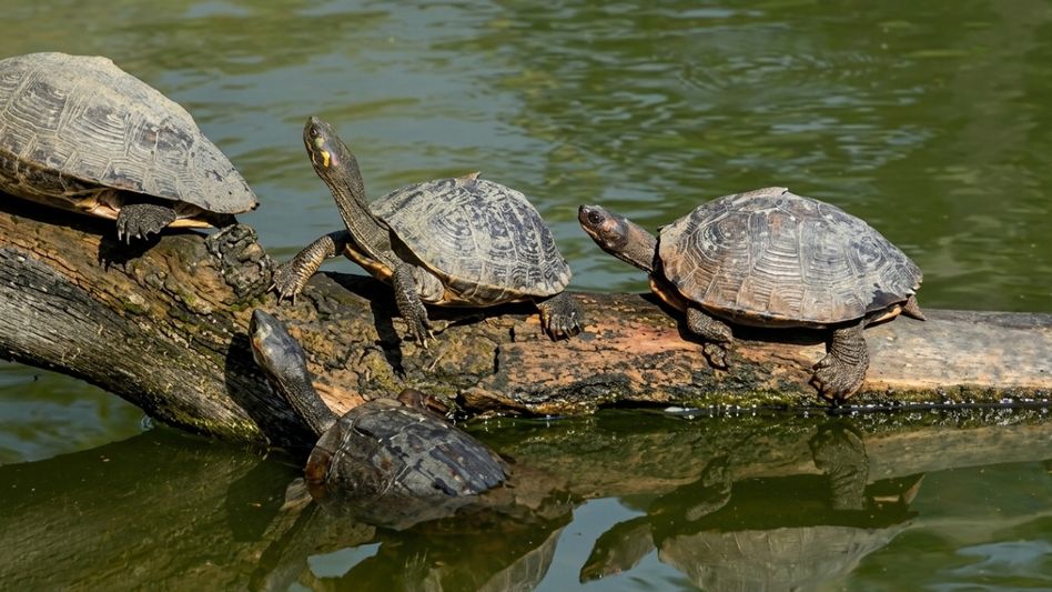 World Turtle Day: Assam home to 21 of India’s 31 turtle species; govt intensifies conservation efforts in temple ponds World Turtle Day: Assam home to 21 of India’s 31 turtle species; govt intensifies conservation efforts in temple ponds