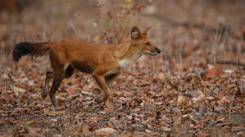 Dhole returns to Assam's Kaziranga National Park–Karbi Anglong landscape after years Dhole returns to Assam's Kaziranga National Park–Karbi Anglong landscape after years