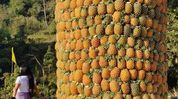 Arunachal Pradesh declares Pineapple Festival as annual state event Arunachal Pradesh declares Pineapple Festival as annual state event