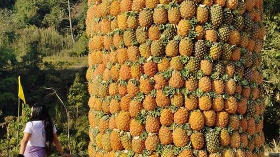 Arunachal Pradesh declares Pineapple Festival as annual state event Arunachal Pradesh declares Pineapple Festival as annual state event