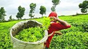 Assam targets Rs 450 tea worker wage, seeks stronger global tea push Assam targets Rs 450 tea worker wage, seeks stronger global tea push