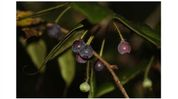 Rare wild blueberry relative rediscovered in Arunachal after 188 years Rare wild blueberry relative rediscovered in Arunachal after 188 years