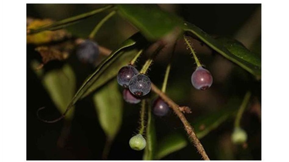 Rare wild blueberry relative rediscovered in Arunachal after 188 years Rare wild blueberry relative rediscovered in Arunachal after 188 years