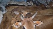 Two vehicles transporting cattle to Meghalaya seized in Assam’s Kaliabor, four detained Two vehicles transporting cattle to Meghalaya seized in Assam’s Kaliabor, four detained