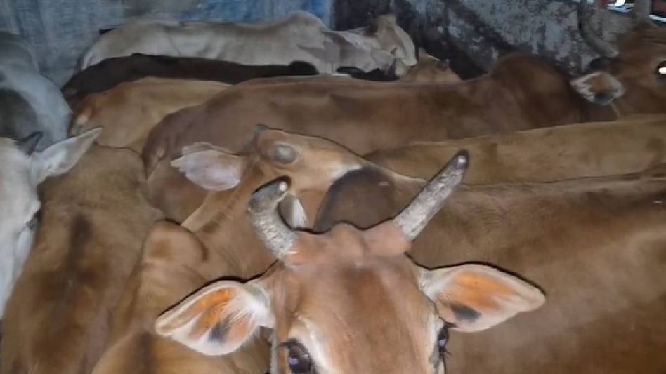 Two vehicles transporting cattle to Meghalaya seized in Assam’s Kaliabor, four detained Two vehicles transporting cattle to Meghalaya seized in Assam’s Kaliabor, four detained