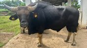 Commercial slaughter of Mithuns banned in Itanagar Capital Region Commercial slaughter of Mithuns banned in Itanagar Capital Region